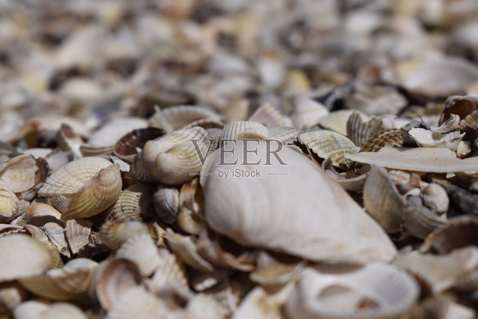 贝壳的背景照片摄影图片