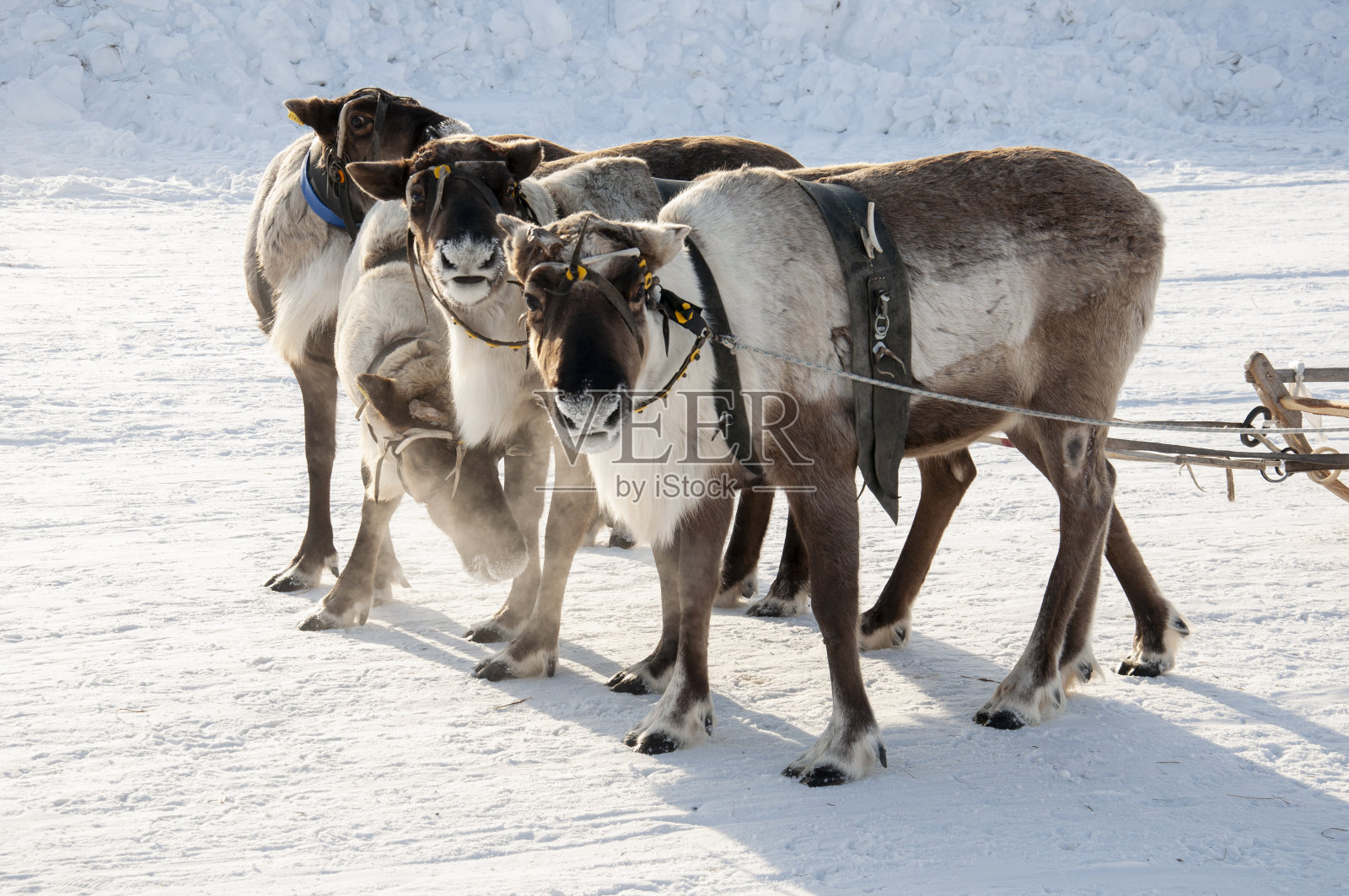 北方鹿在雪地跑道上奔跑照片摄影图片