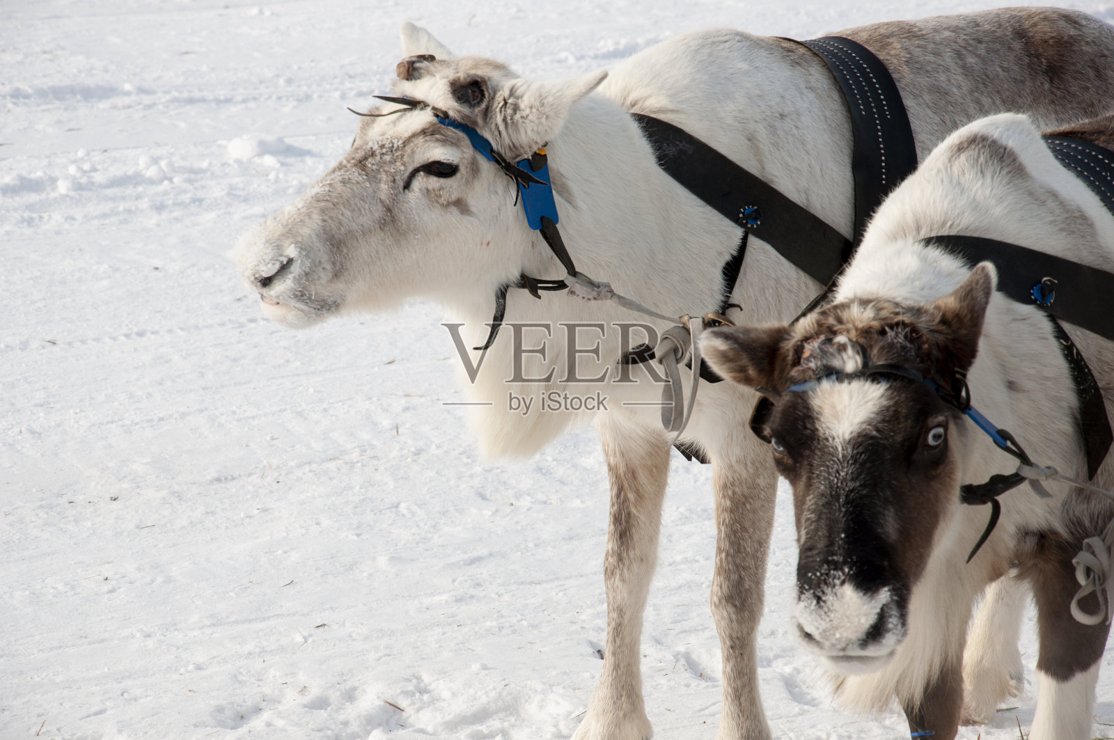 北方鹿在雪地跑道上奔跑照片摄影图片