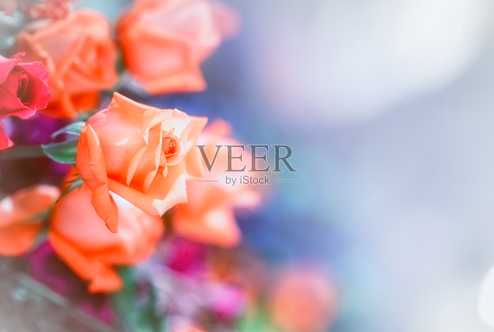 一束五彩缤纷的玫瑰花背景照片摄影图片