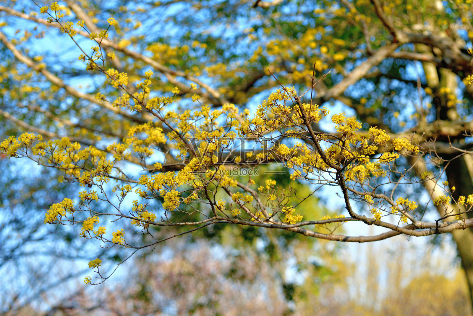 山茱萸/日本山茱萸花照片摄影图片