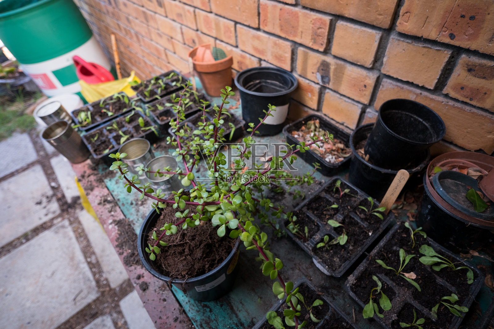 种植水分充足的植物照片摄影图片
