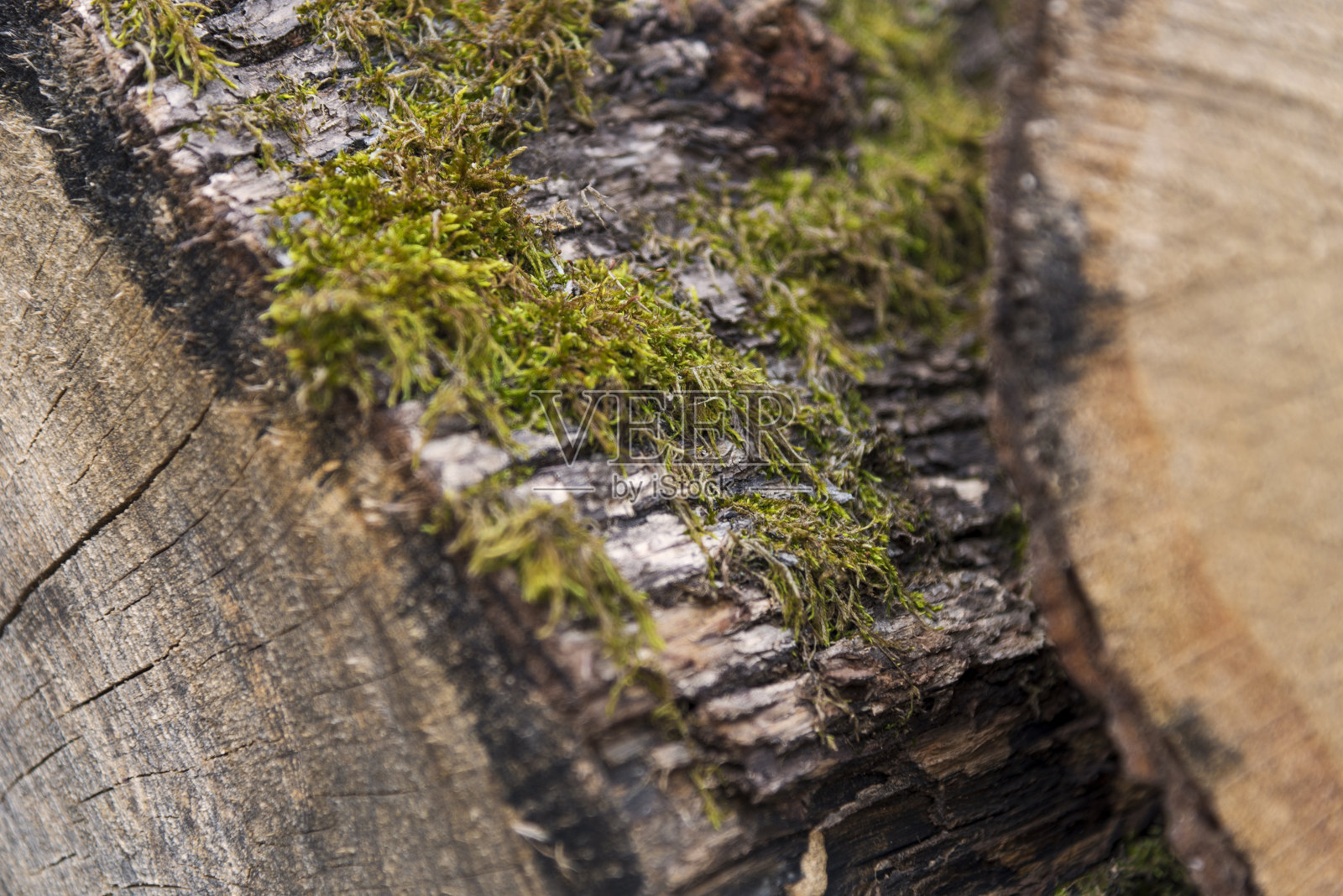 树皮特写背景照片摄影图片