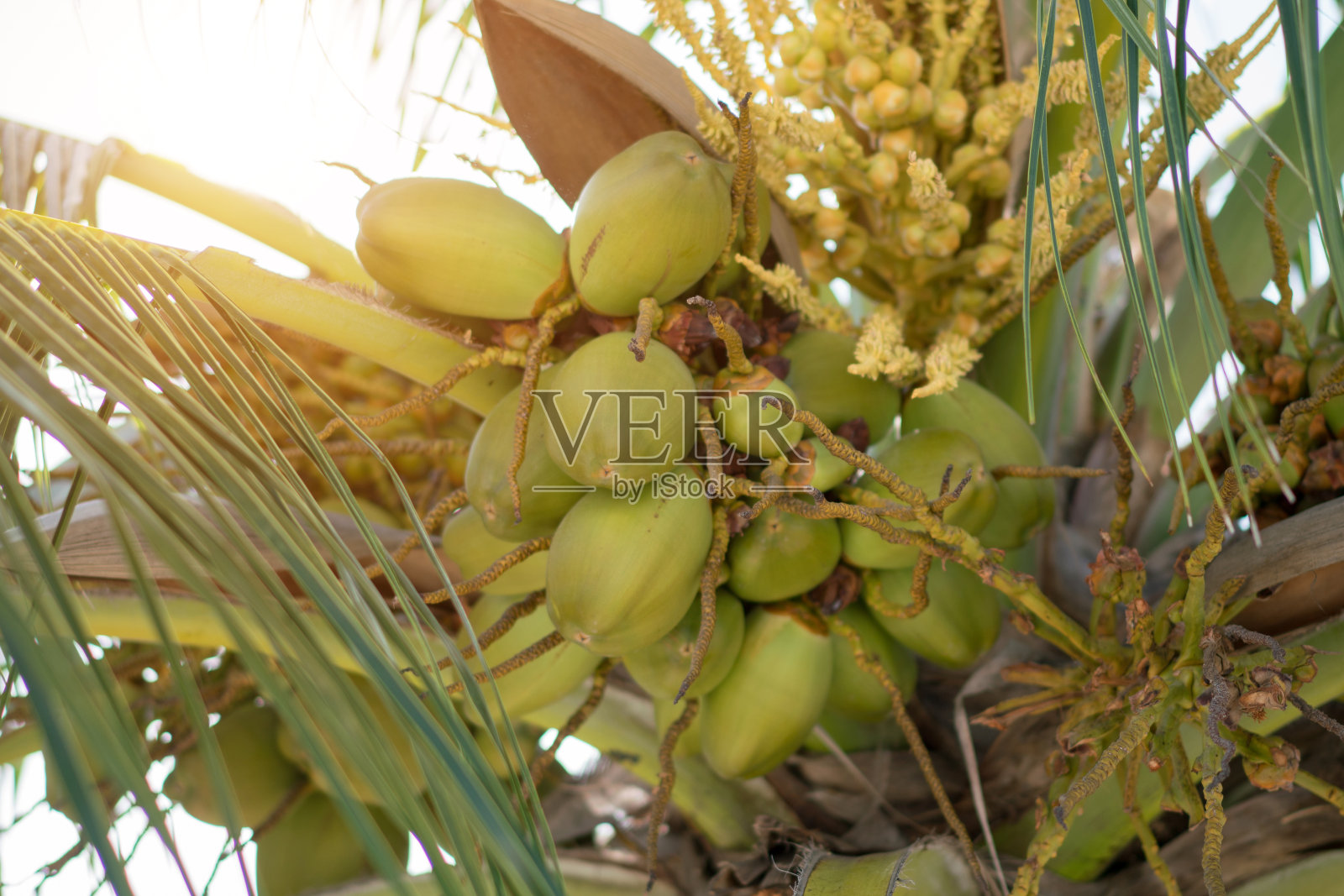 绿色的椰子挂在树上照片摄影图片