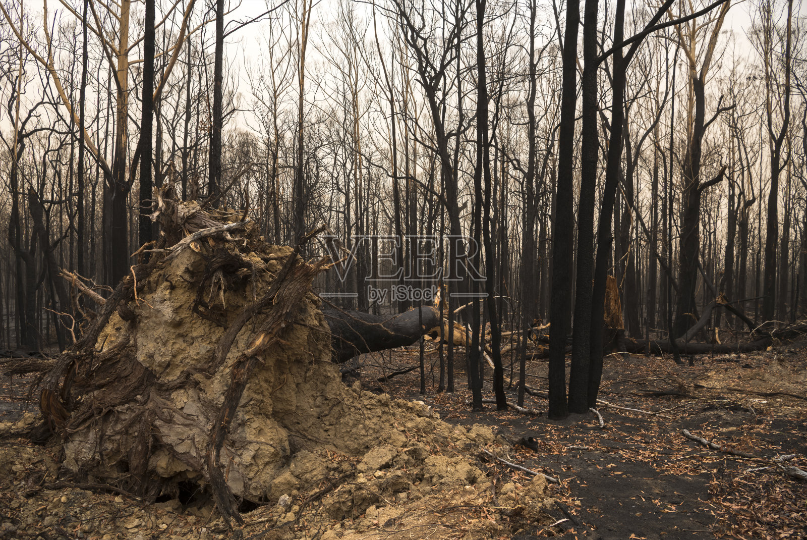 野火过后的森林照片摄影图片