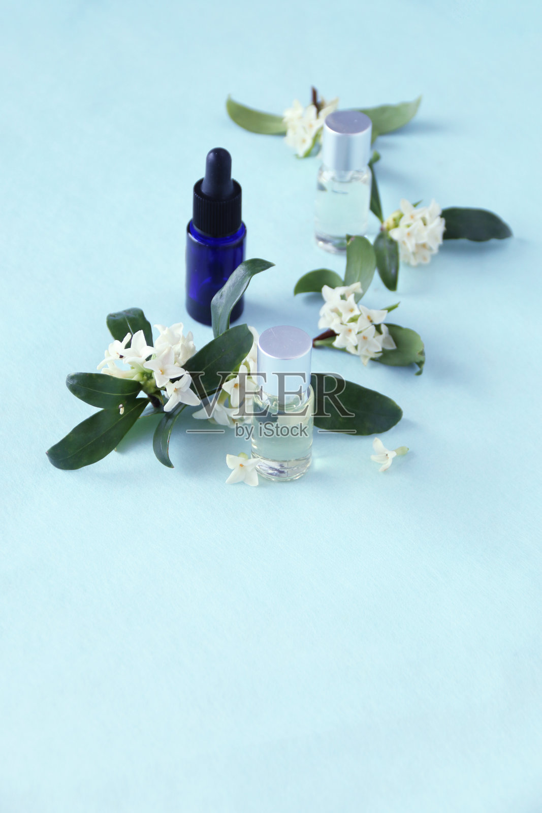 香油与白色瑞香(金秋歌)照片摄影图片