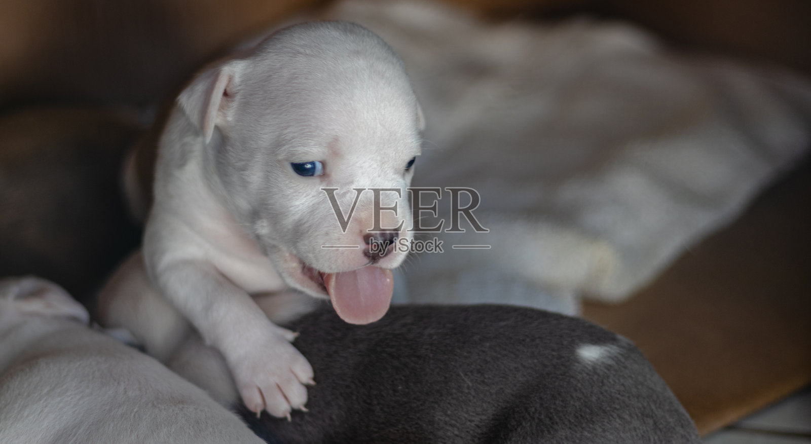 可爱的蓝眼睛的小狗和很多睡眠照片摄影图片