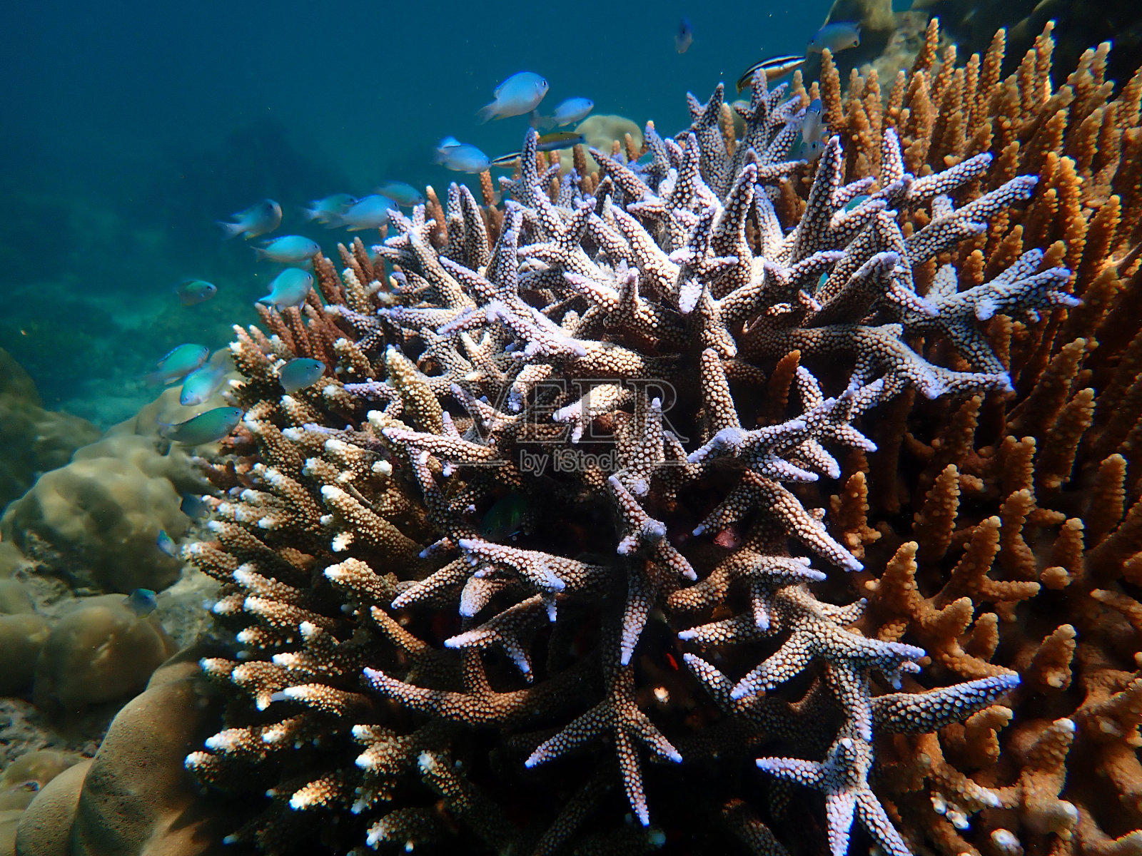 海中鱼群以珊瑚为主，水下景观以海洋生物为主照片摄影图片