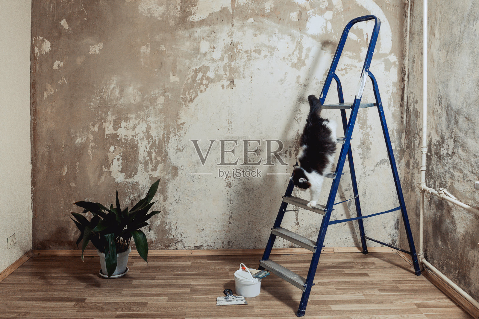 墙面油漆准备工作。用油灰刀擦墙。黑白相间的猫坐在楼梯上。照片摄影图片