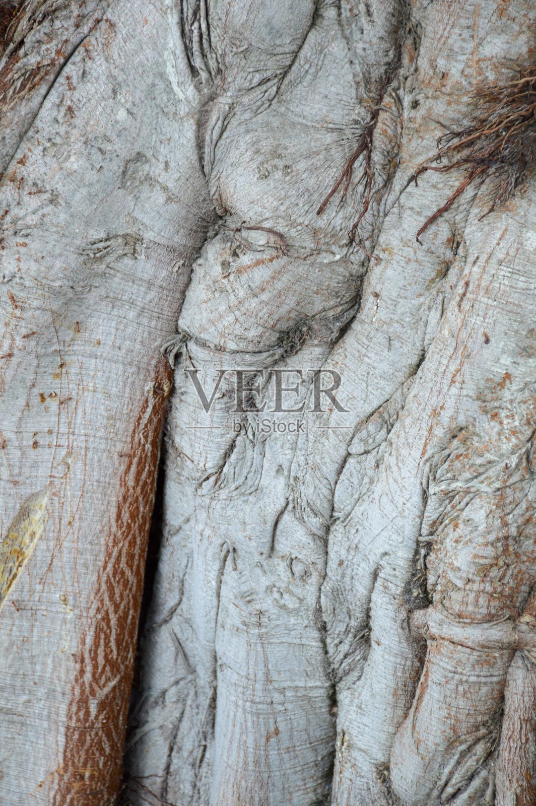 榕树皮纹理照片摄影图片