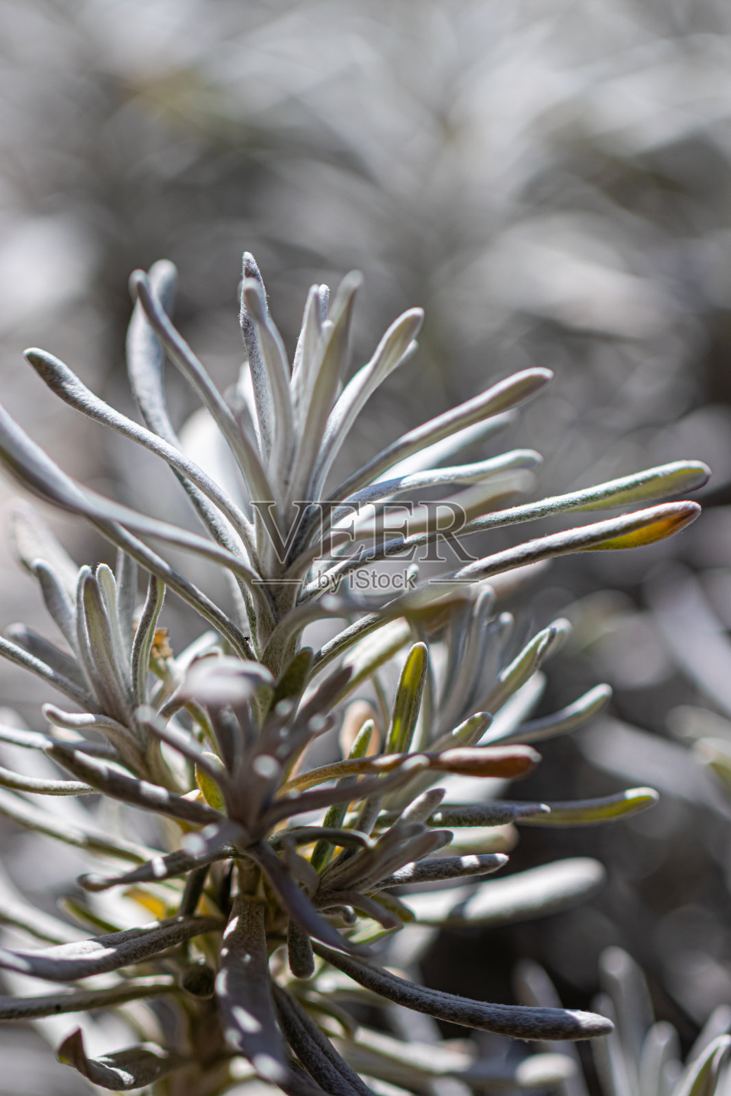 冬季的小植物聚集起来照片摄影图片