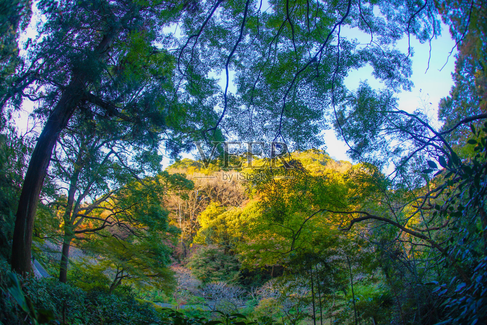 神奈川县镰仓的竹林形象照片摄影图片