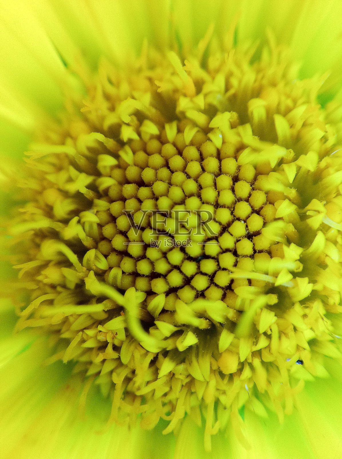 花自然照片摄影图片