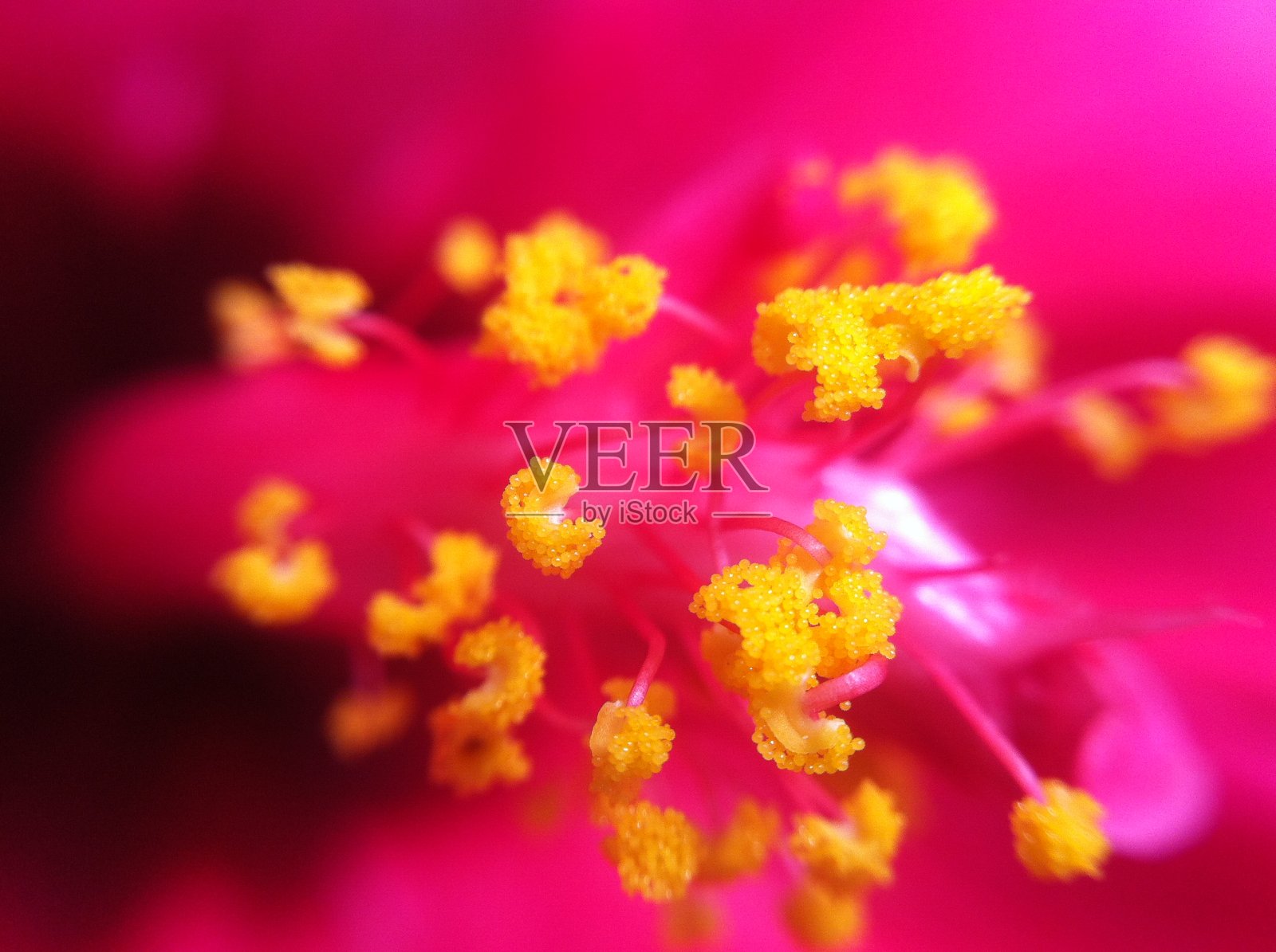 花自然叶色照片摄影图片