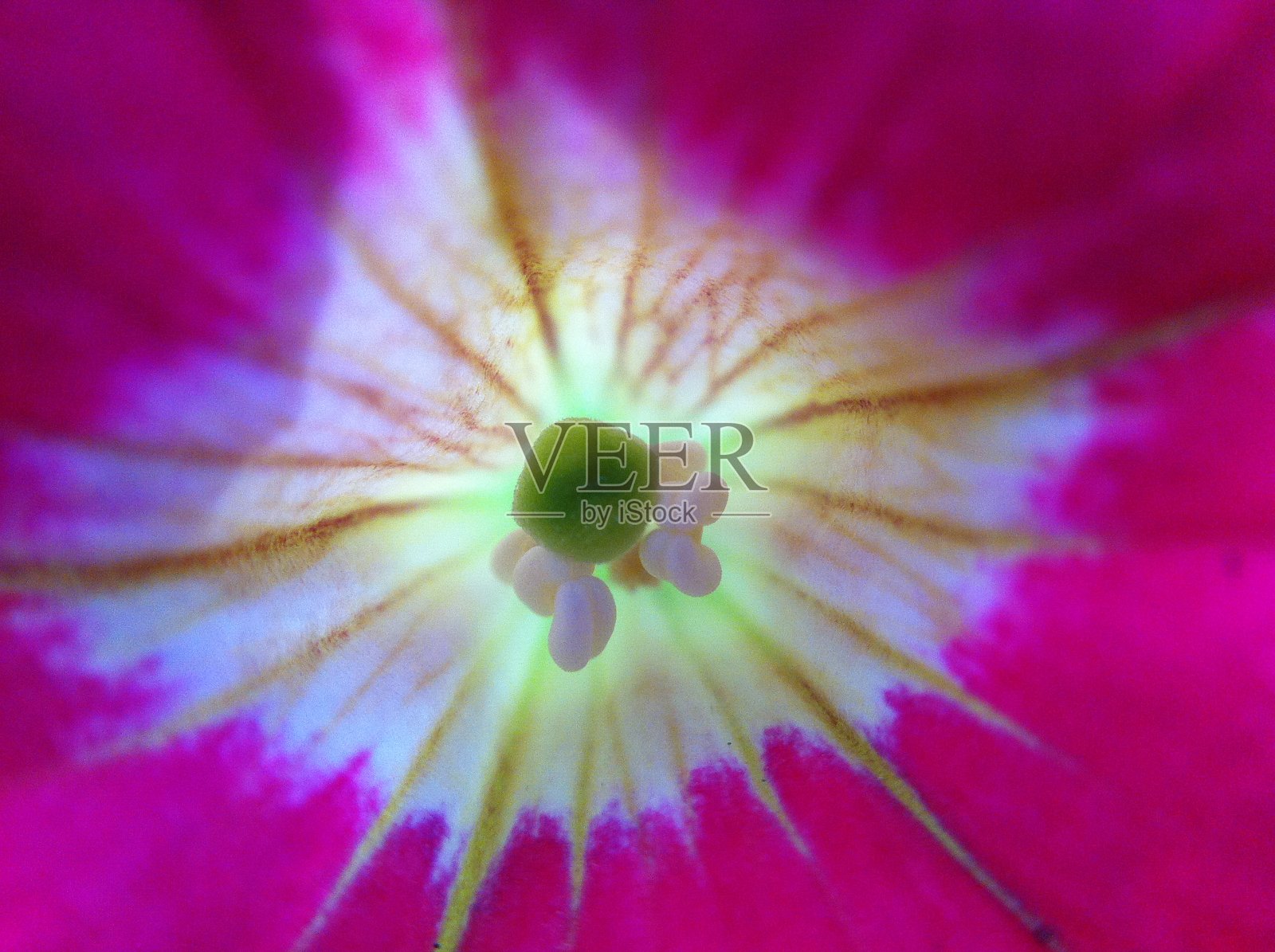 花自然叶色照片摄影图片