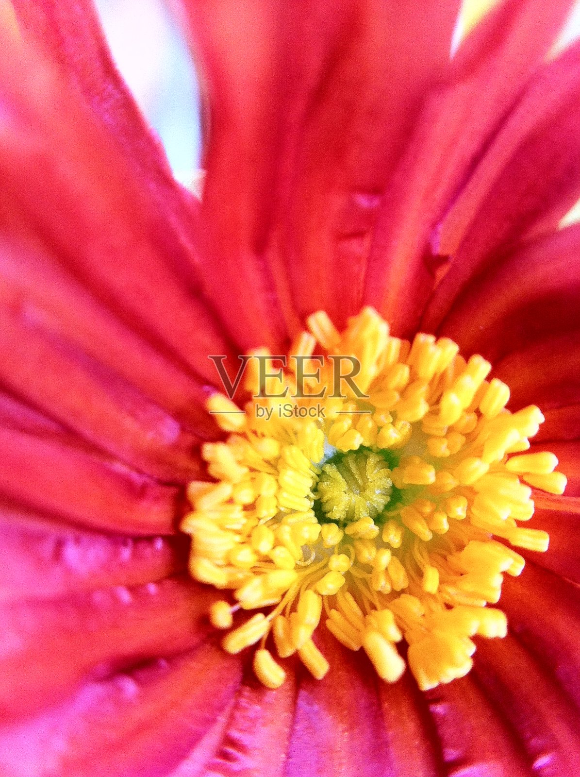 花自然叶色照片摄影图片