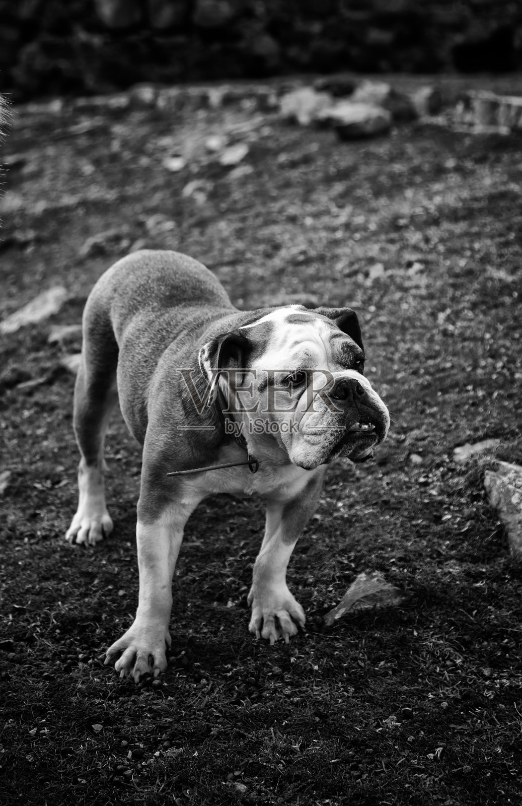 公园里的斗牛犬照片摄影图片