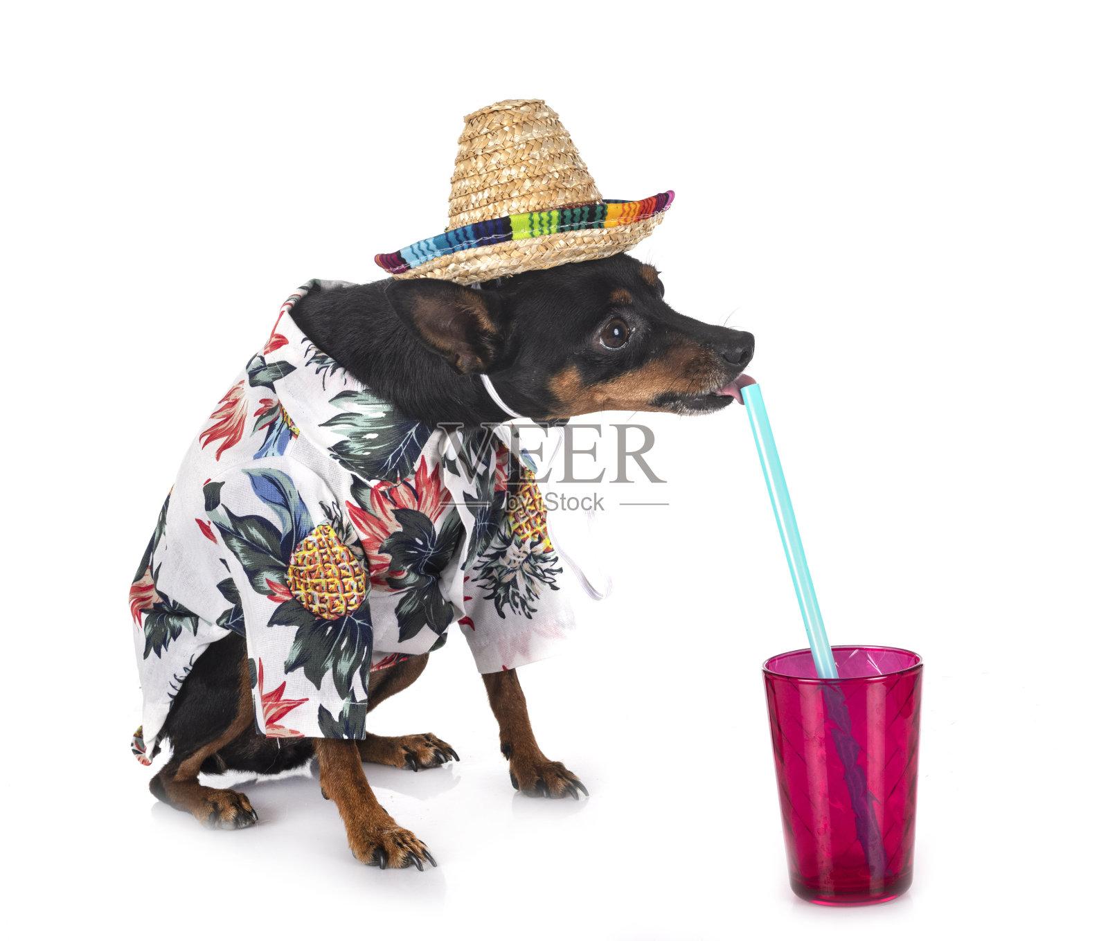 迷你品照片摄影图片