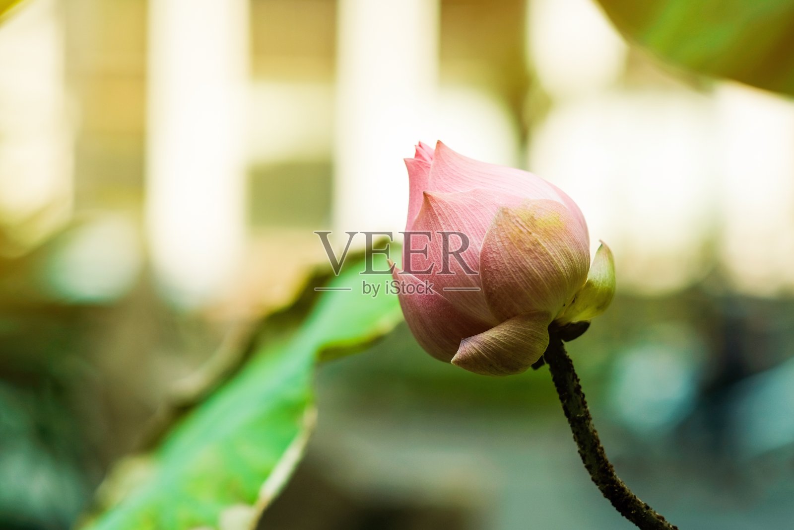 粉红色的莲花在庙里绽放照片摄影图片