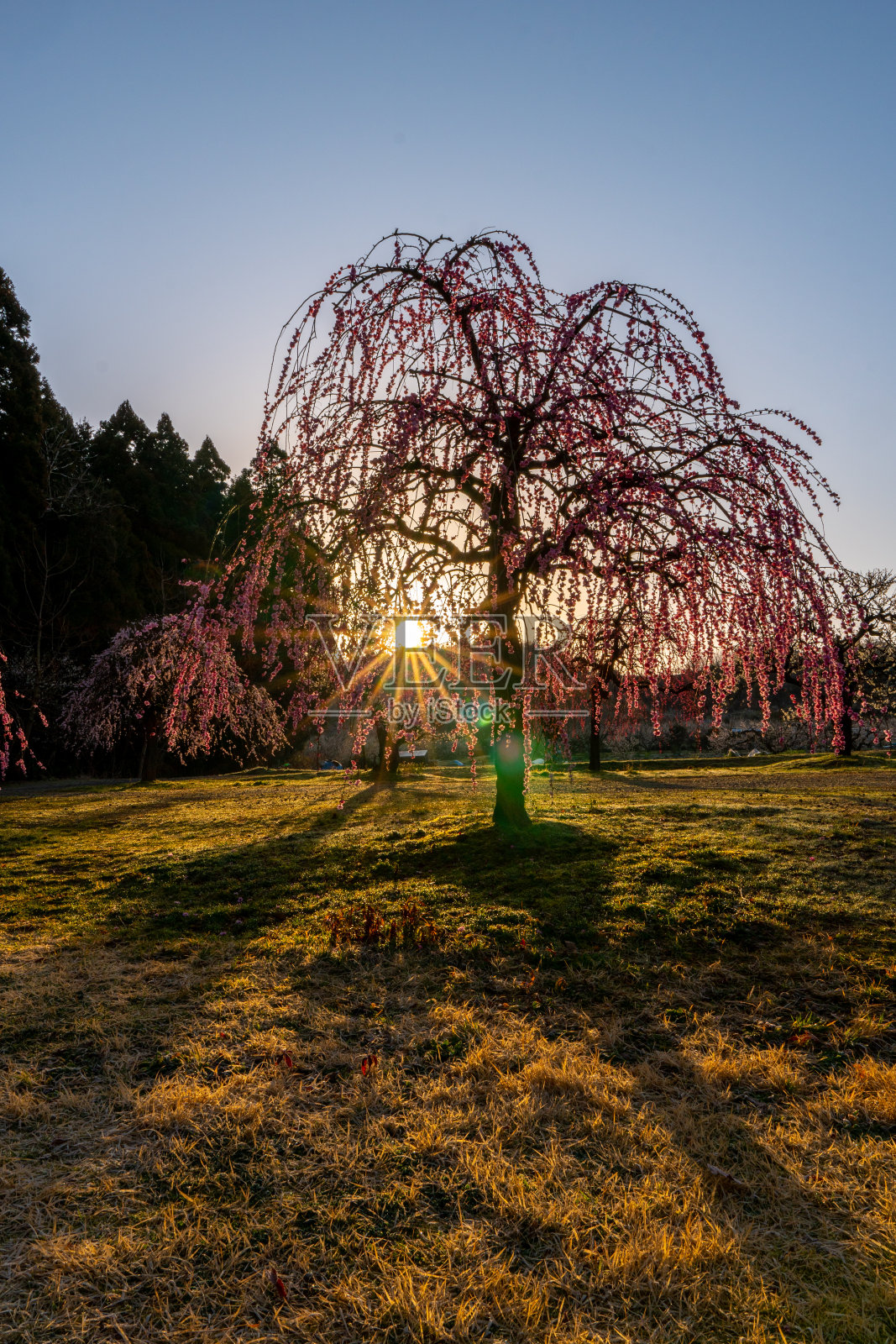 梅花盛开照片摄影图片