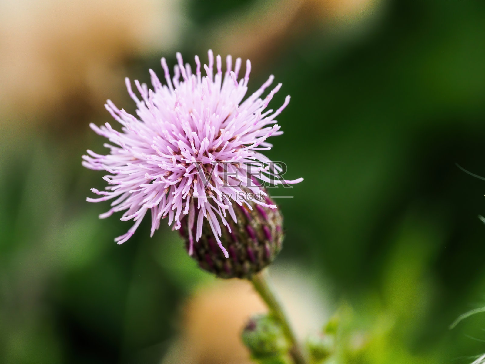 紫蓟花盛开照片摄影图片