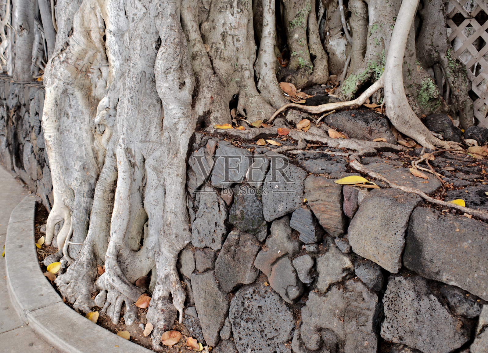 在石墙周围生长的榕树照片摄影图片