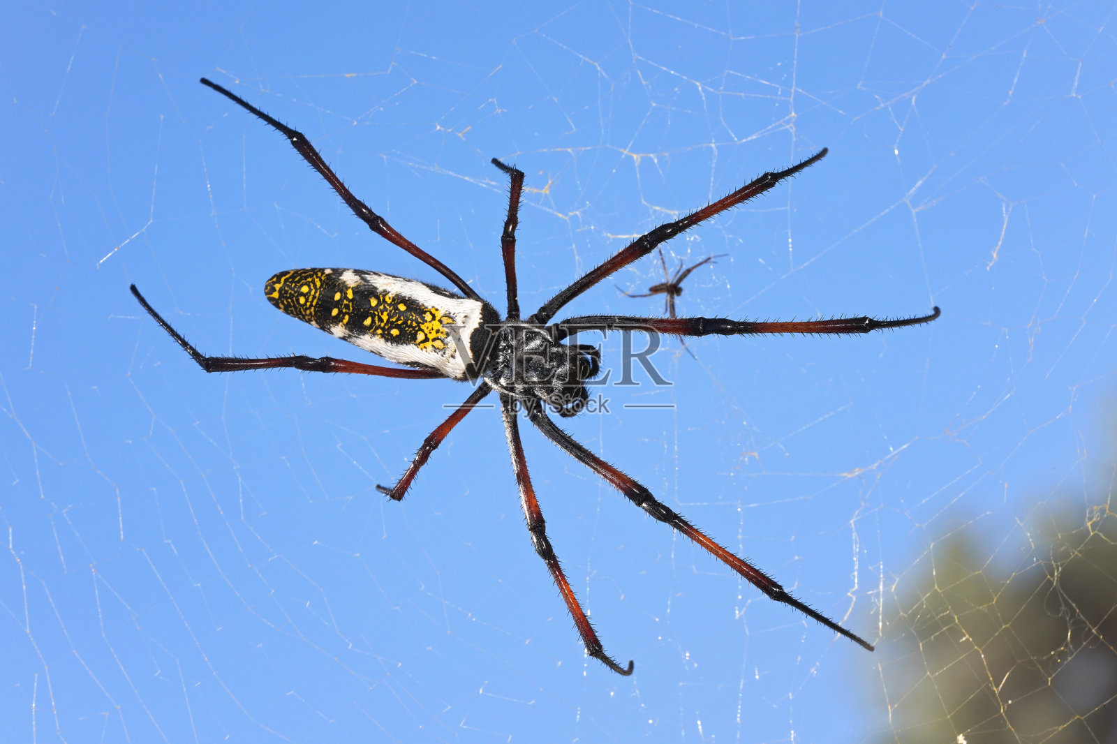 红腿金球织布蜘蛛雌性-马达加斯加奈菲拉inaurata马达加斯加，休息在她的巢，清澈的蓝天背景照片摄影图片