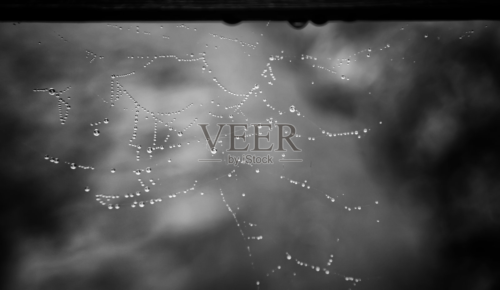 湿蜘蛛网照片摄影图片