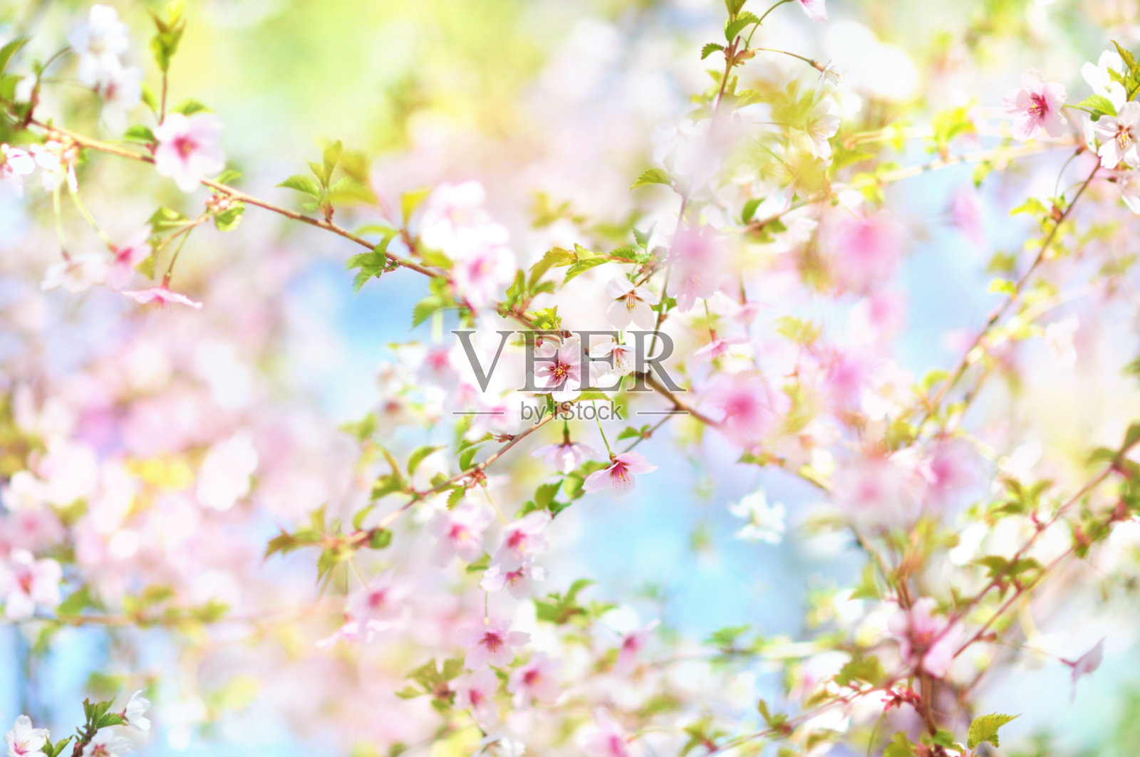 春天樱花盛开，春天粉红花盛开照片摄影图片