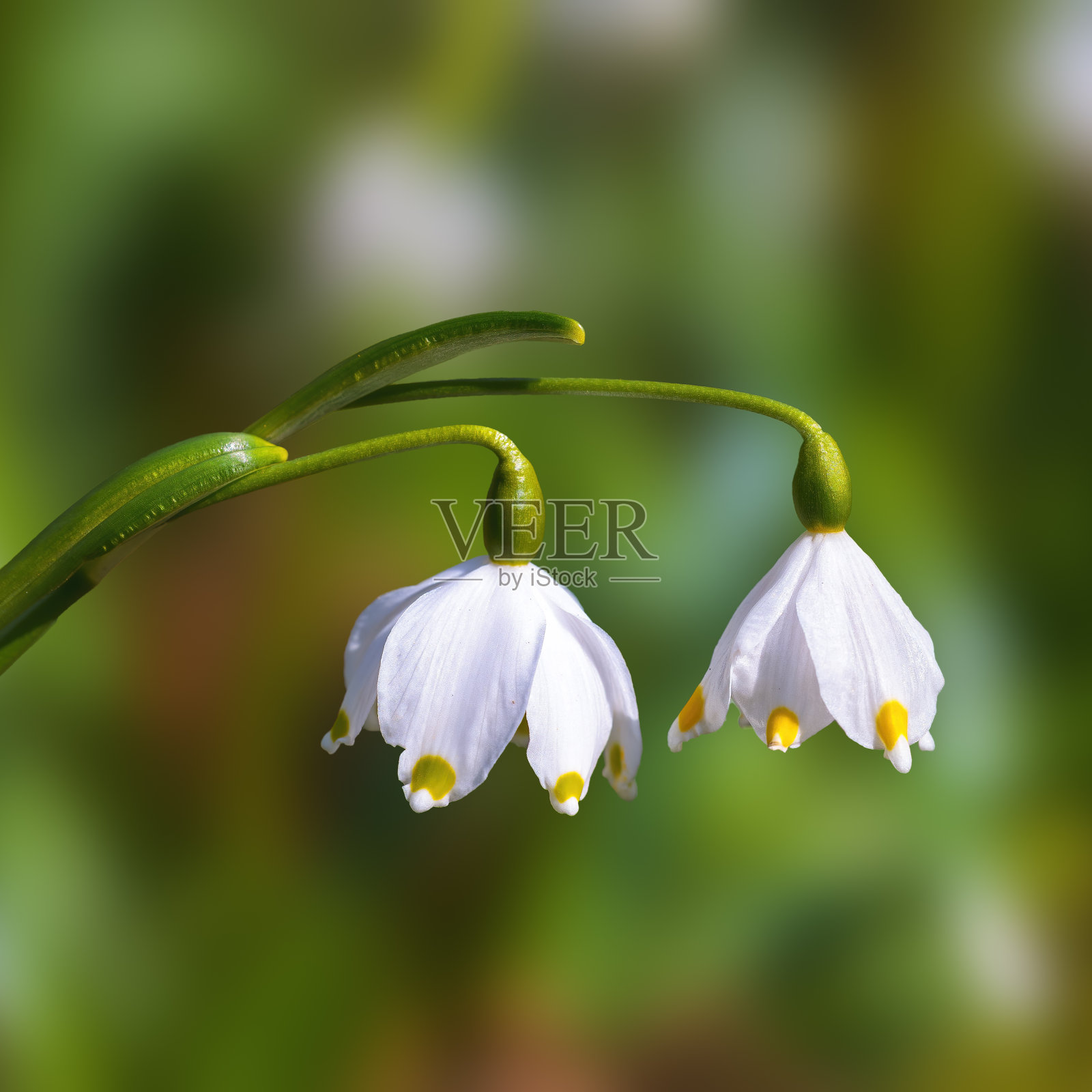 清新的春天雪花在绿色的森林里照片摄影图片