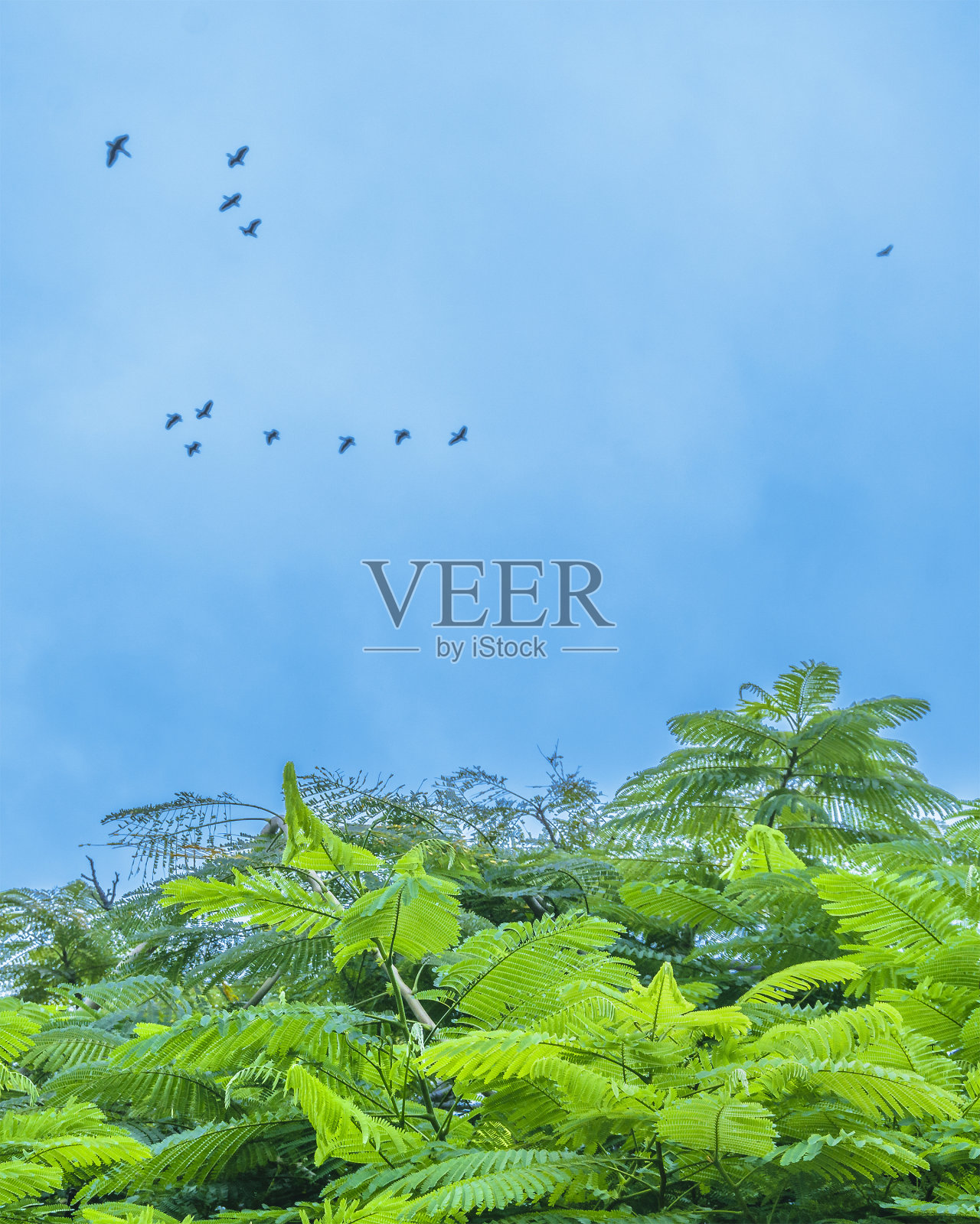 一群飞过多云天空的鸭子，桑博罗顿，厄瓜多尔照片摄影图片