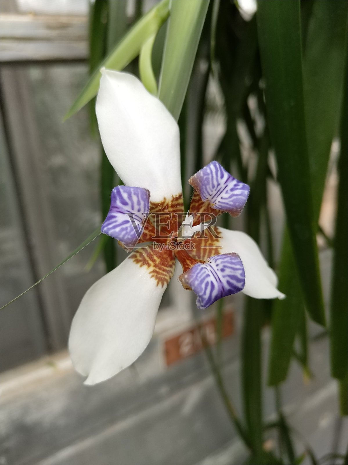 白靛花(肖像)照片摄影图片