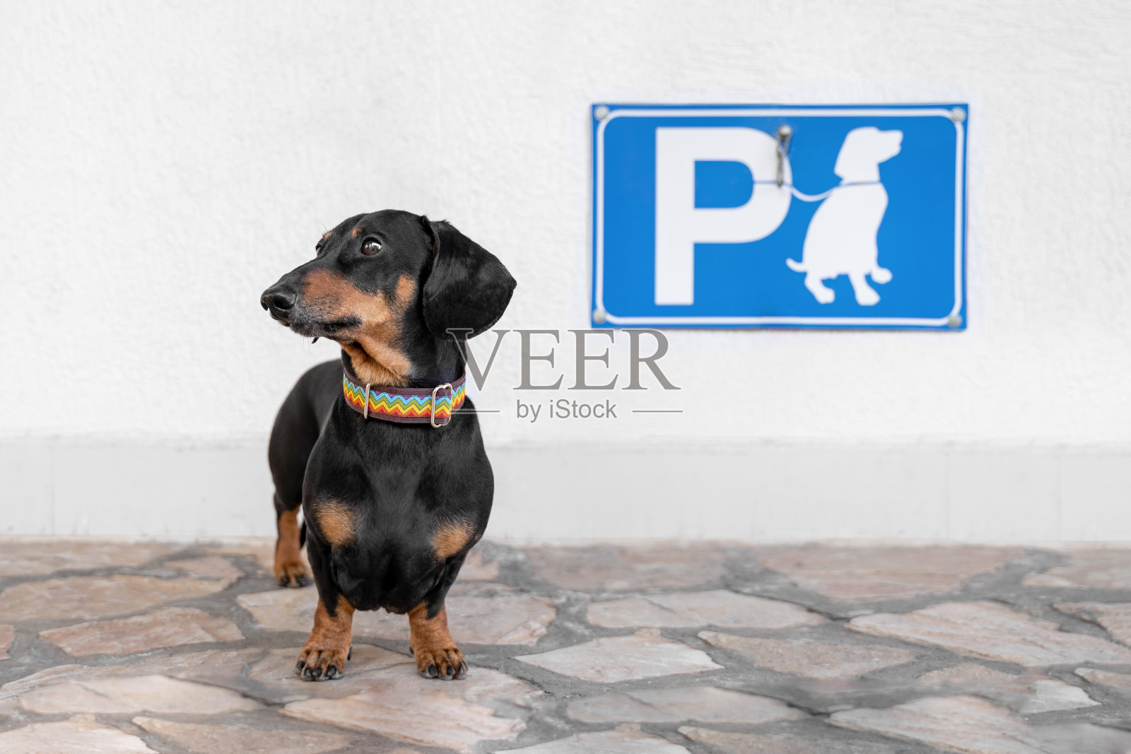 腊肠犬在商店附近等待主人归来，靠近狗狗停车标志照片摄影图片