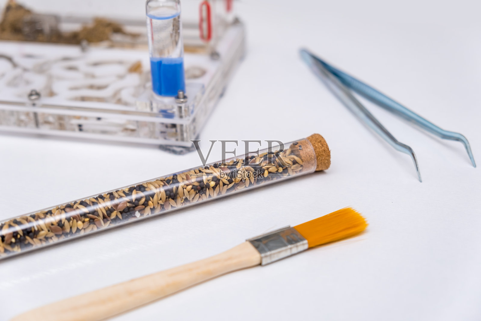 丙烯酸蚂蚁农场，蚁群和工具，照顾和喂养在白色的背景照片摄影图片