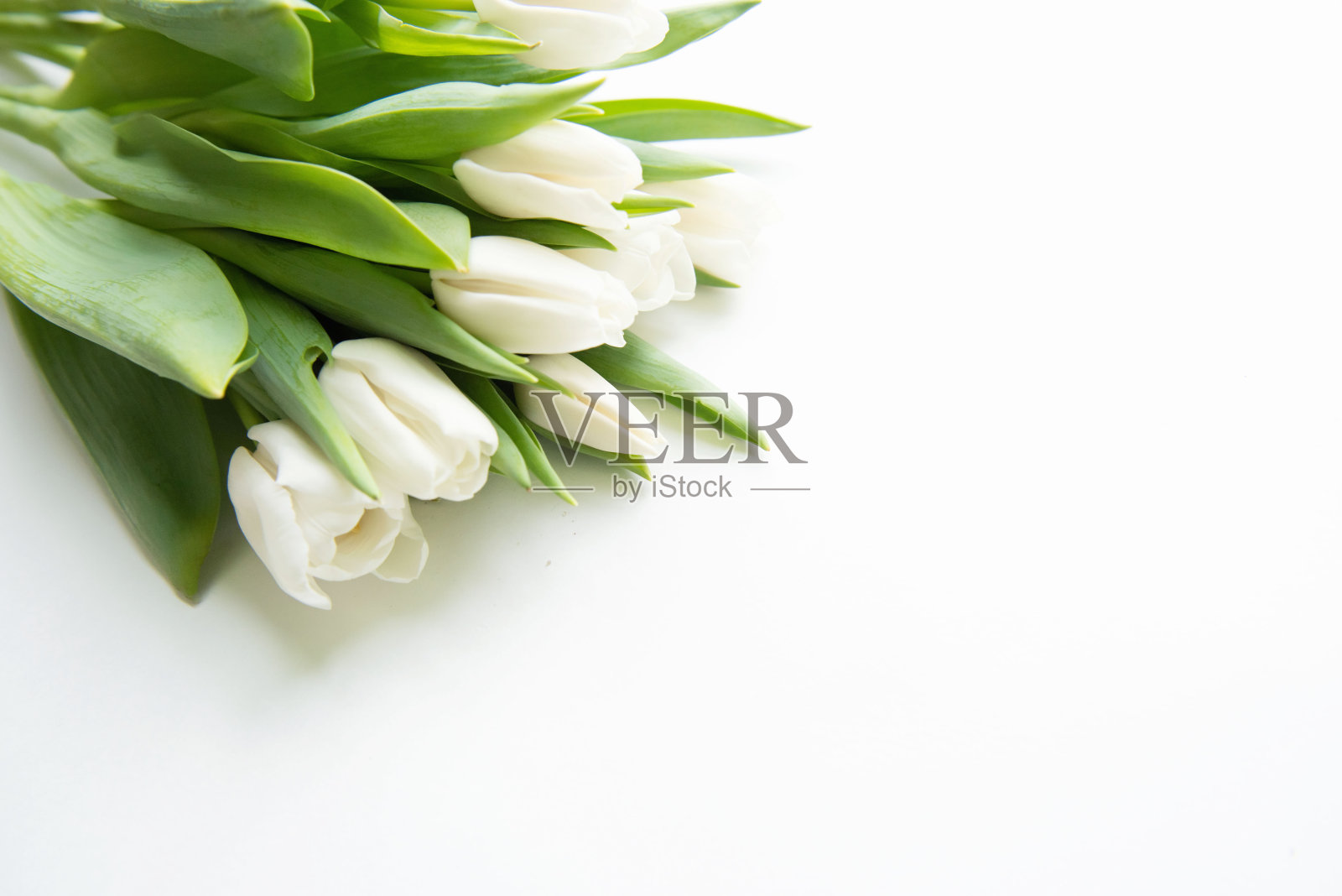 白色背景上的白色郁金香。照片摄影图片