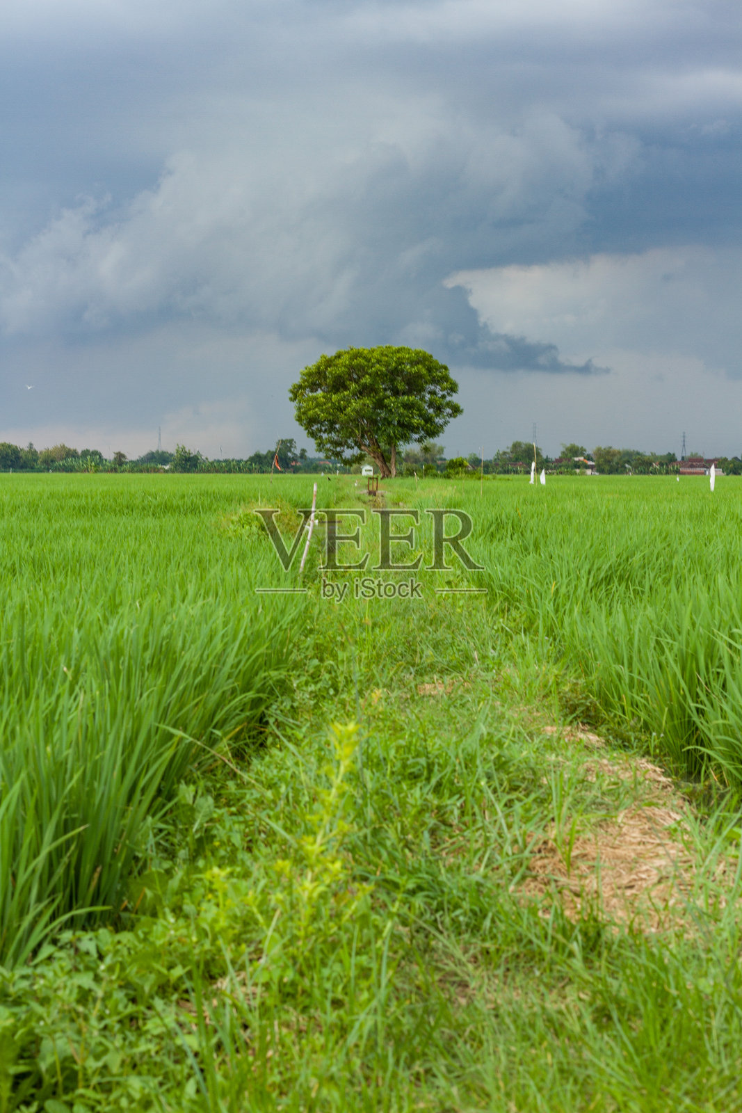 印尼稻田美景照片摄影图片