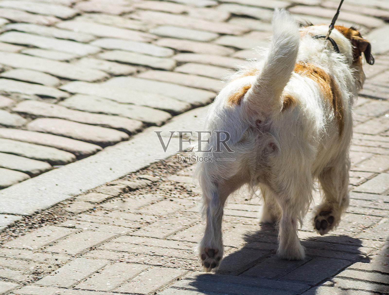 狗走照片摄影图片