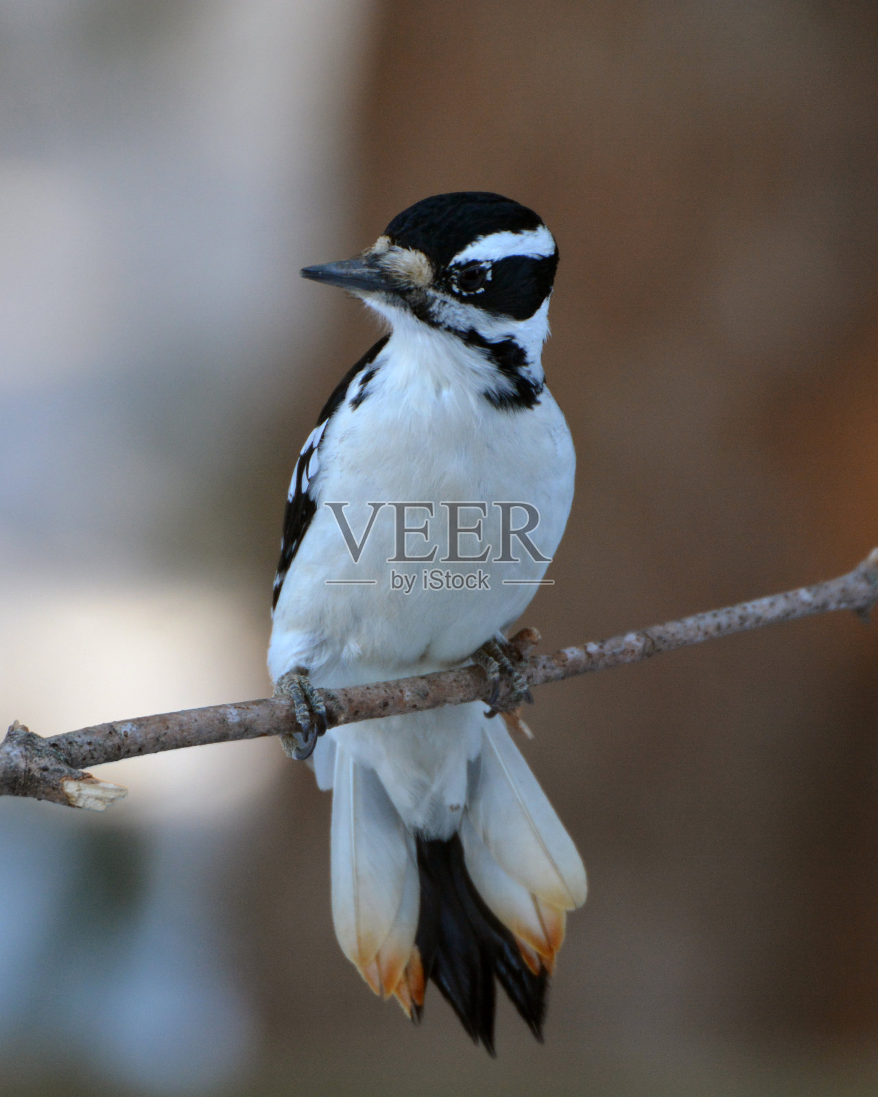多毛的啄木鸟照片摄影图片