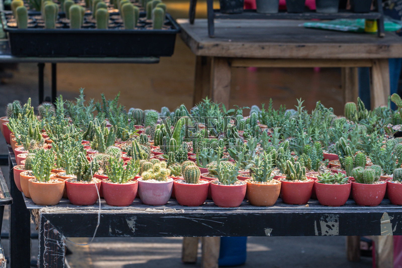 近看花盆上的仙人掌，花园里的仙人掌很漂亮。照片摄影图片
