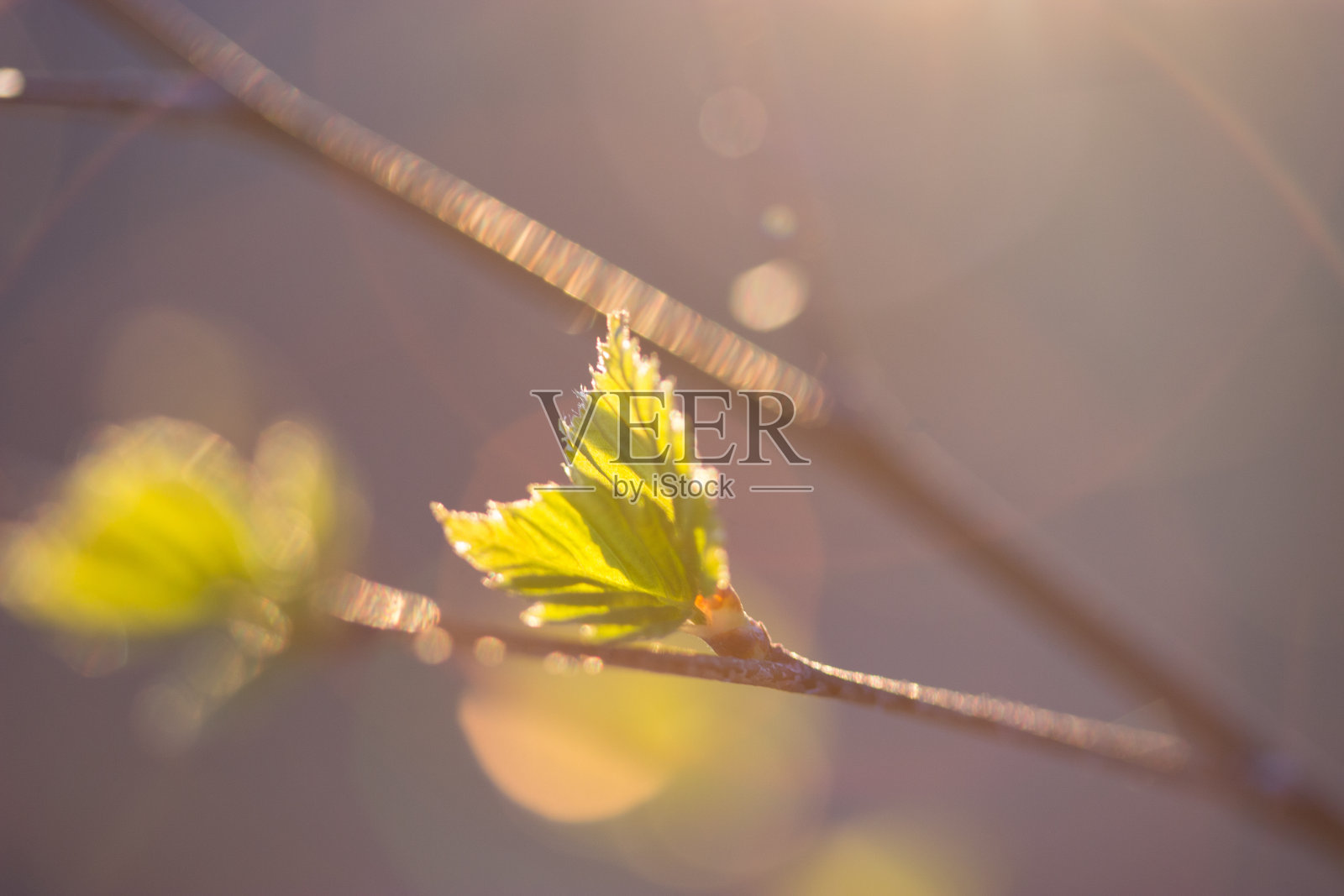 新鲜的绿叶照片摄影图片