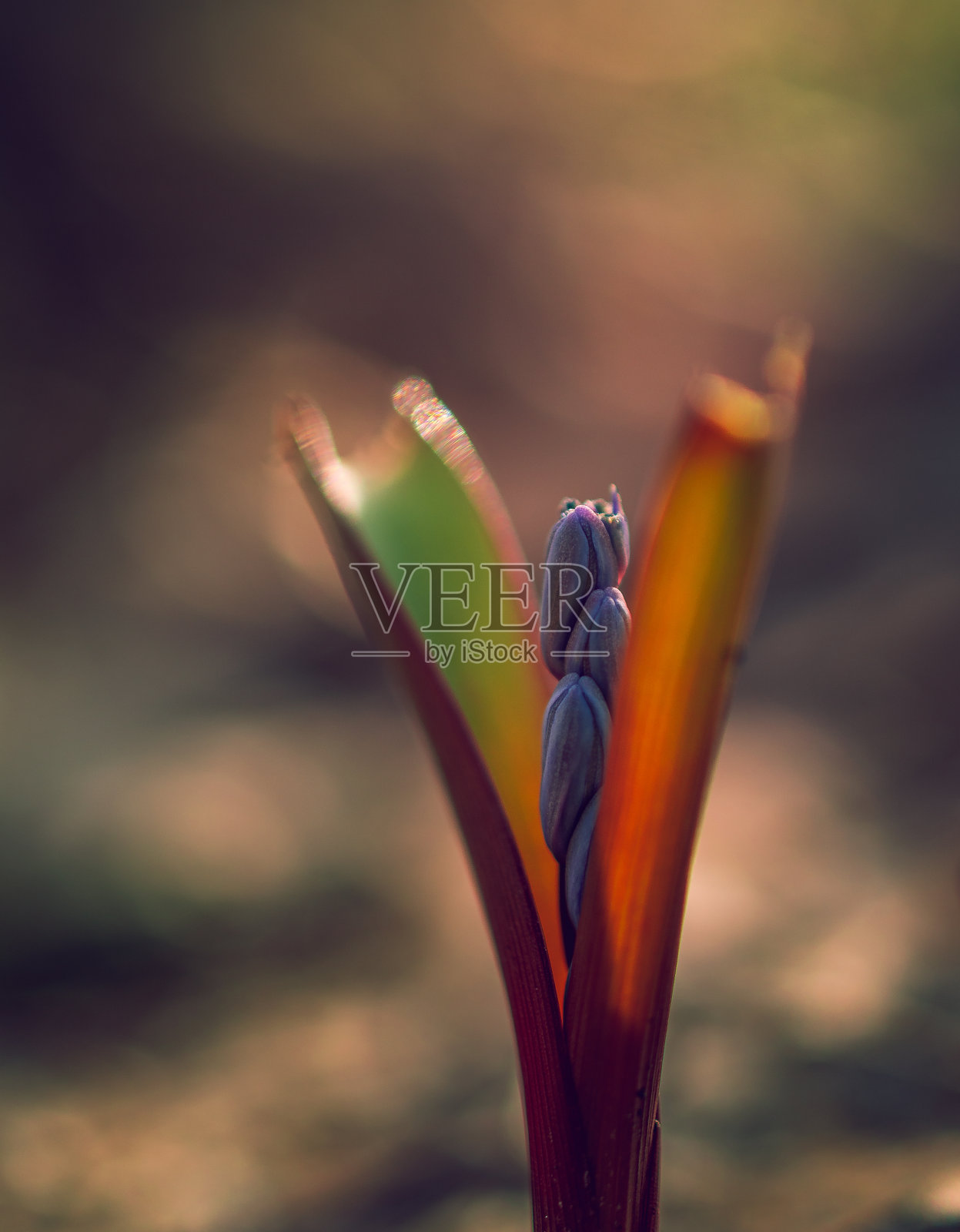 雪花莲照片摄影图片