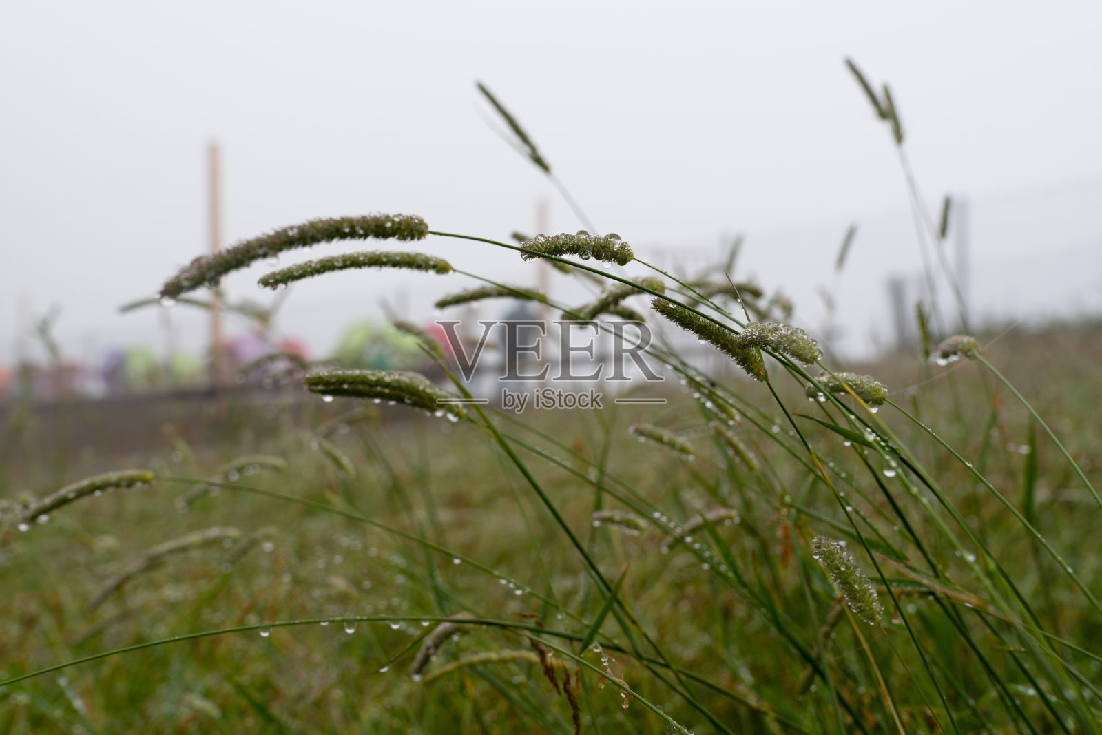 土耳其黑海特拉布宗地区的Haldizen和Karaster带露珠的野花照片摄影图片
