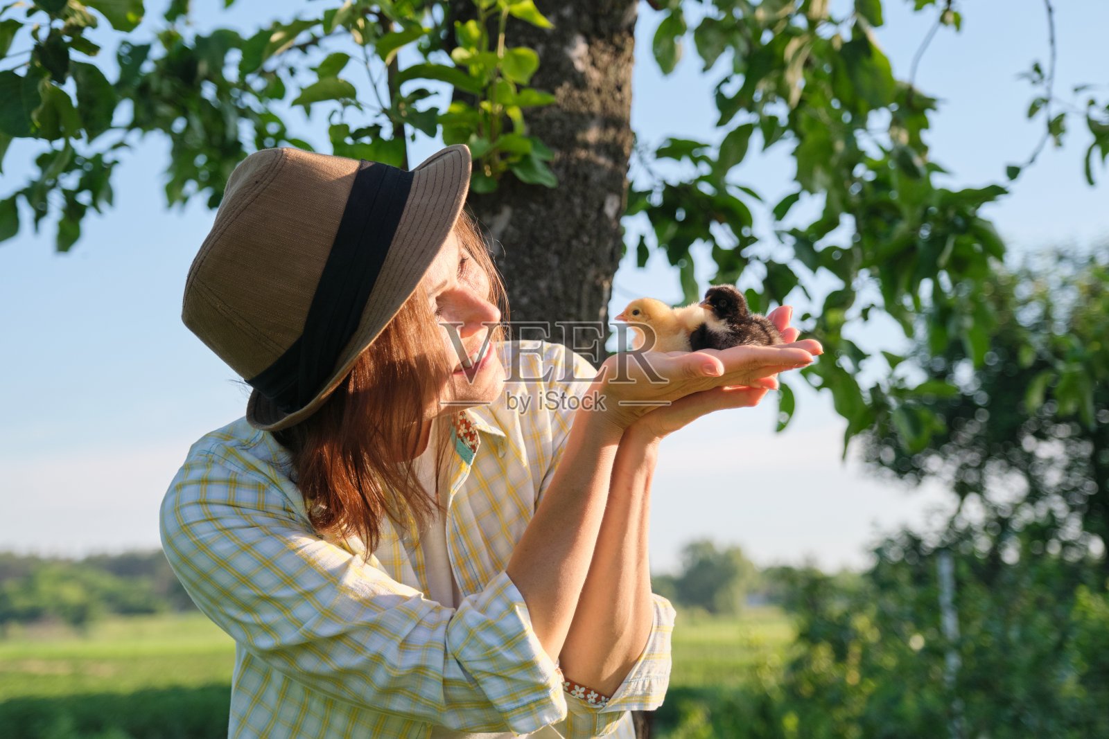 农妇手中的新生小鸡照片摄影图片