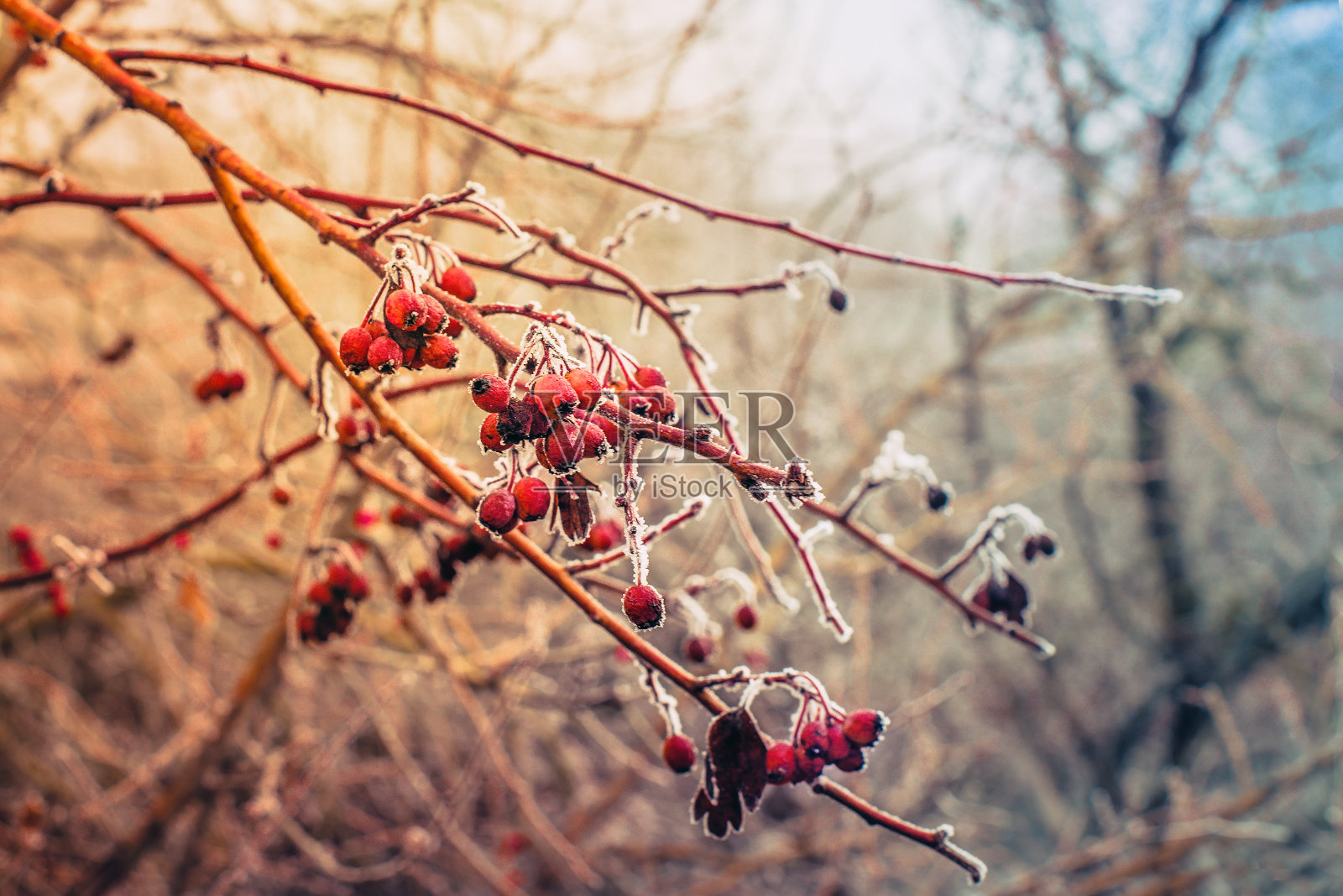 结满霜的树枝上结着红浆果照片摄影图片