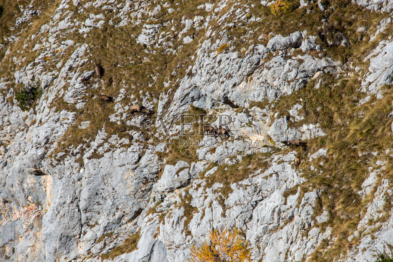 山崖上的羚羊群照片摄影图片