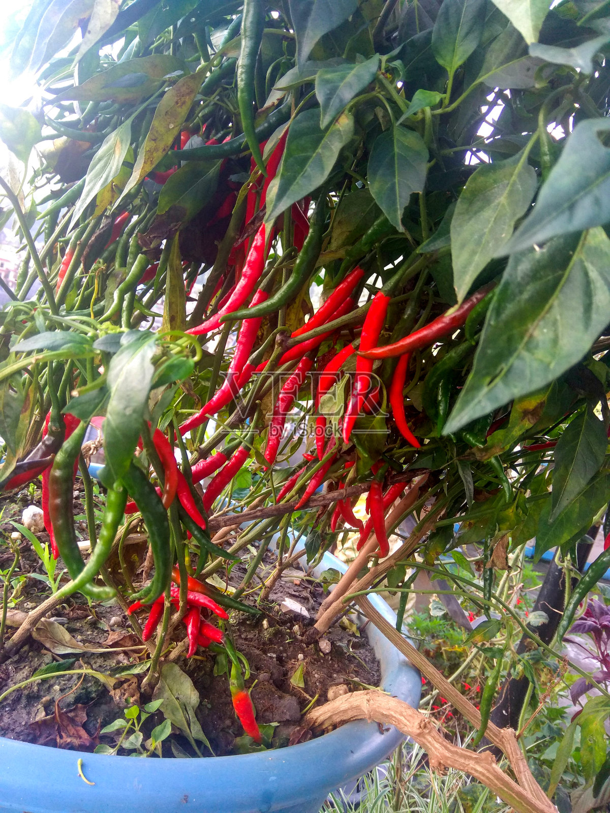 新鲜红辣椒和绿辣椒的植物照片摄影图片