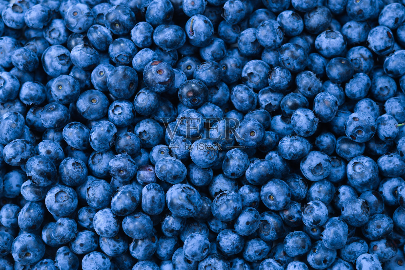 新鲜蓝莓背景。近距离观察蓝莓的质地。照片摄影图片