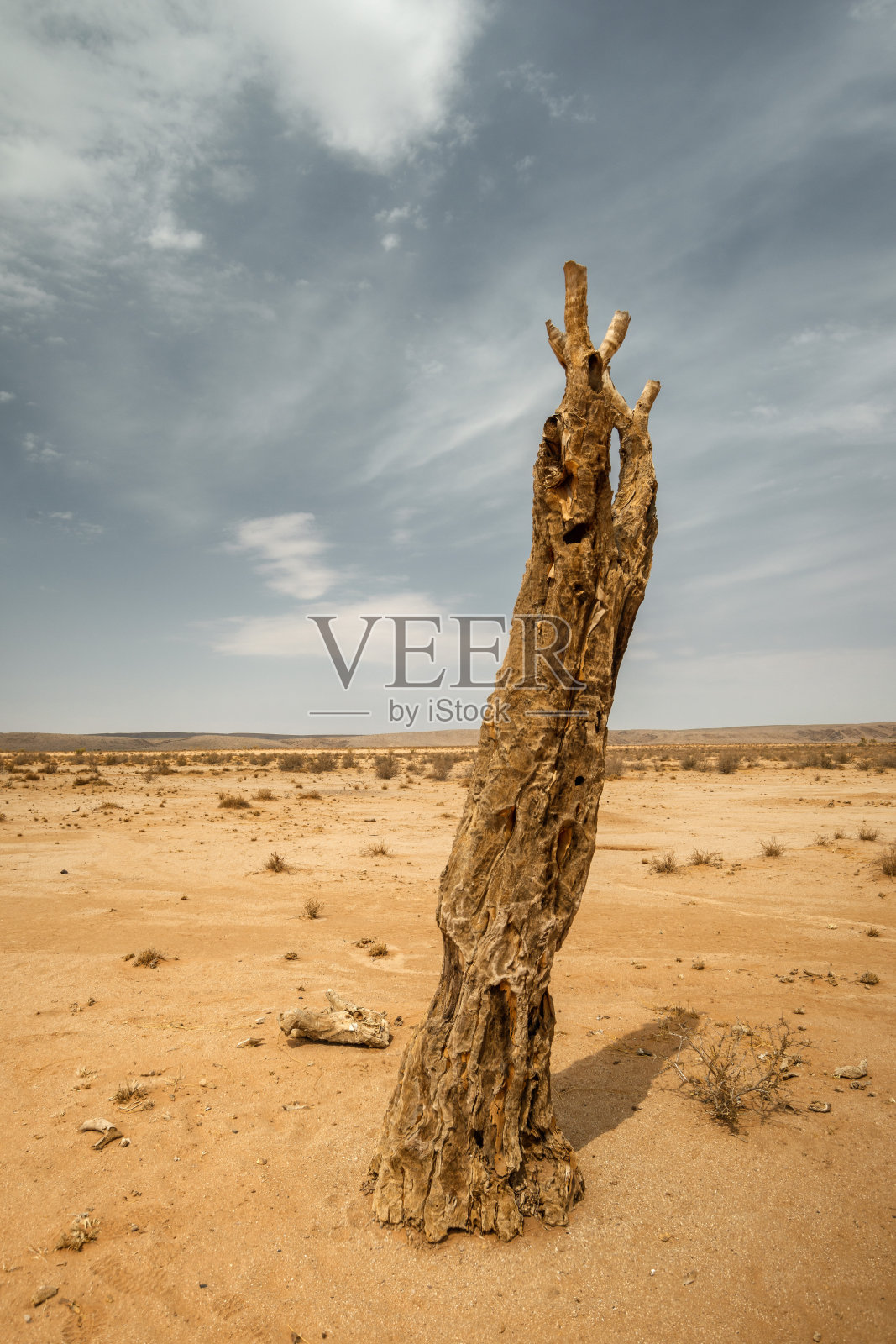 沙漠死树照片摄影图片