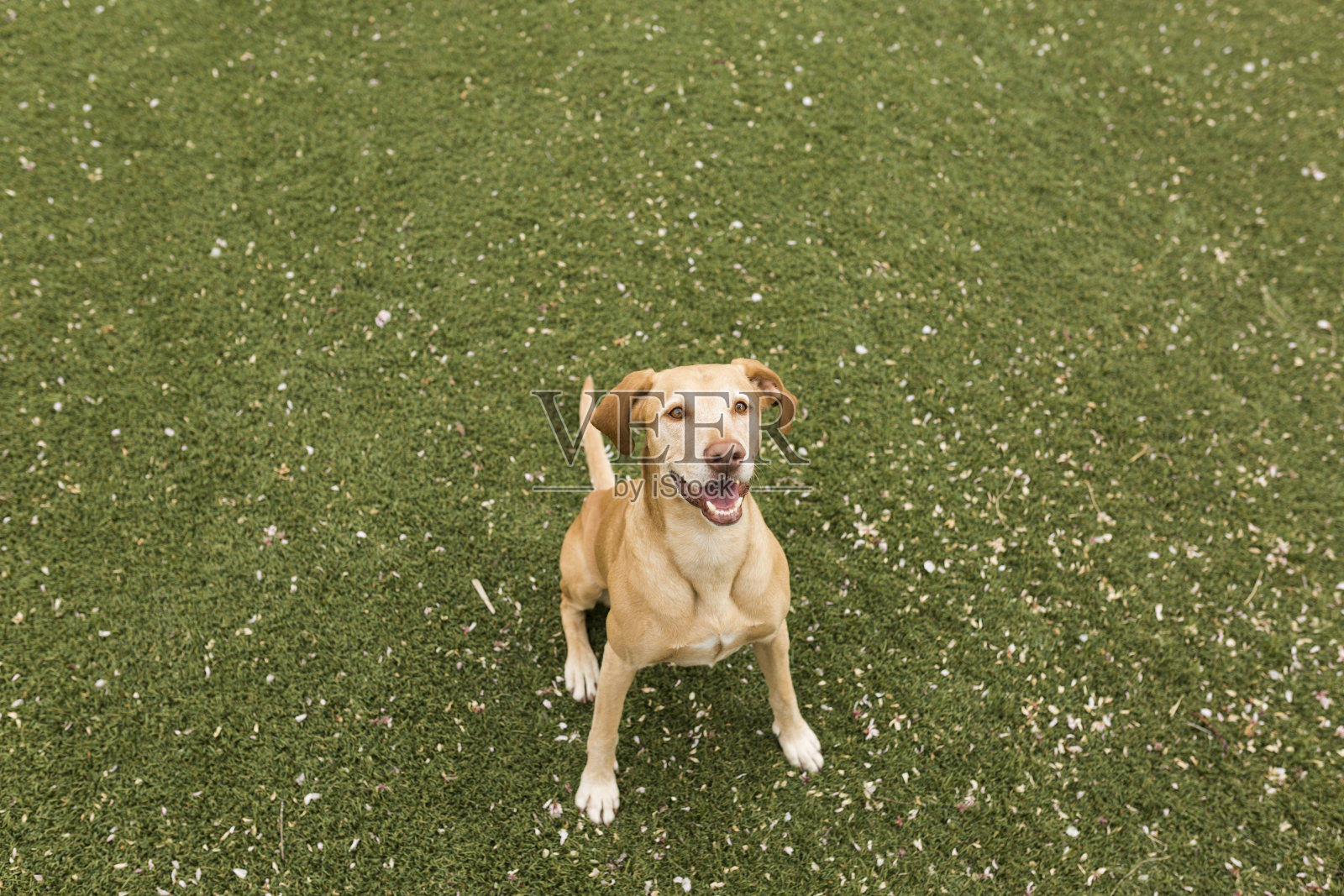可爱的黄狗站在草地上。绿色背景。照片摄影图片