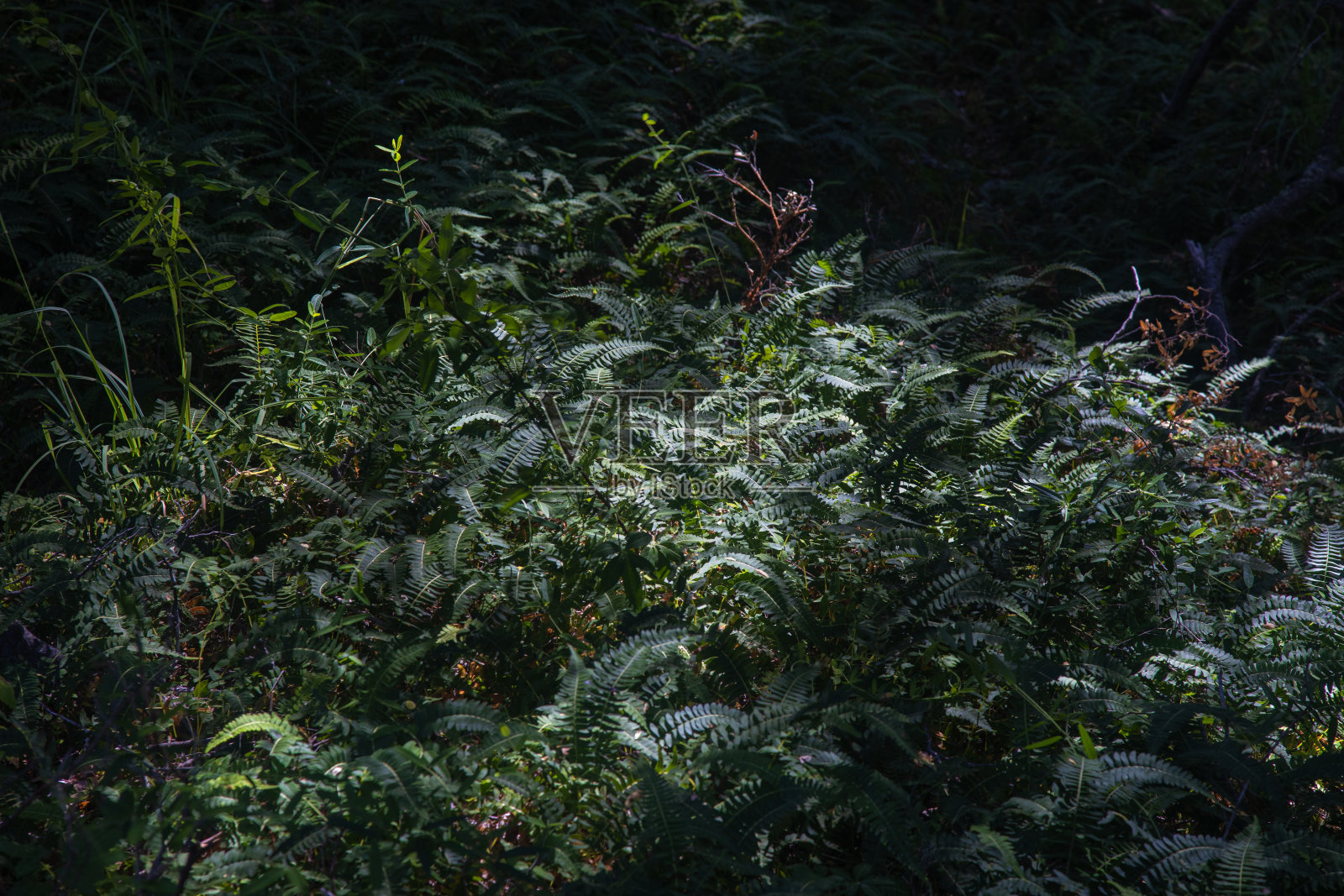 阿根廷巴塔哥尼亚Arrayanes森林国家公园的灌木丛照片摄影图片